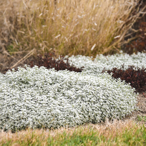 'Cloud Cover' Cerastium tomentosum