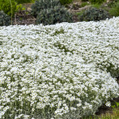 Thumbnail of Landscape: Cerastium Cloud Cover Snow in Summer
