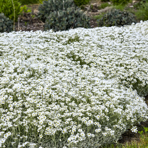 Landscape: Cerastium Cloud Cover Snow in Summer
