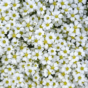 Thumbnail of Close-up: Cerastium Cloud Cover Snow in Summer