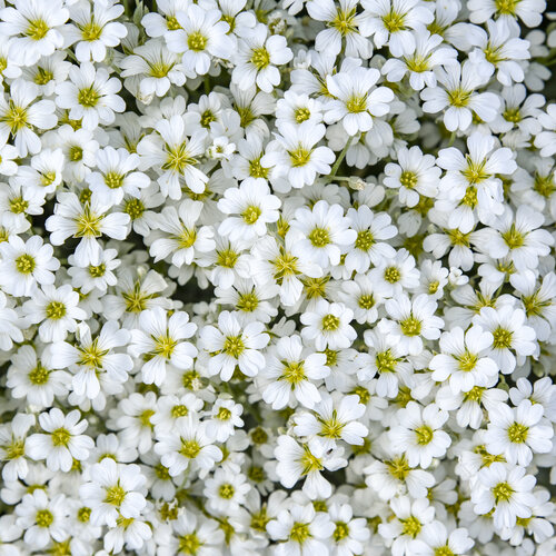 Close-up: Cerastium Cloud Cover Snow in Summer