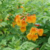 Chicklet® Orange - Esperanza - Tecoma x