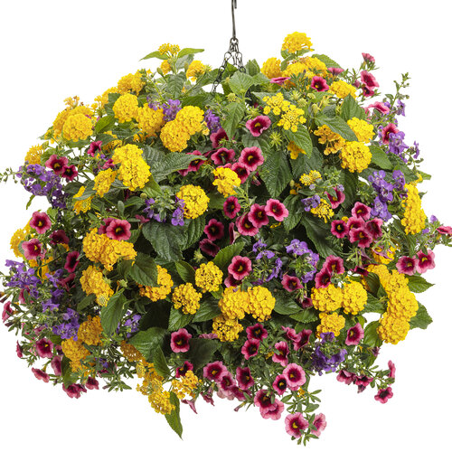Hanging Basket: chill_out.jpg