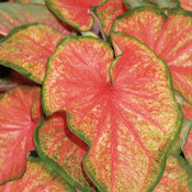 Thumbnail of Heart to Heart® 'Chinook' - Sun or Shade Caladium - Caladium hortulanum