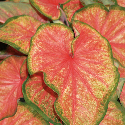 Heart to Heart<sup>®</sup> 'Chinook' Caladium