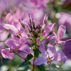 Señorita Rosalita® - Spider Flower - Cleome