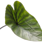 Thumbnail of Cut-out: colocasia_island_giants_coffee_cups_macro.jpg