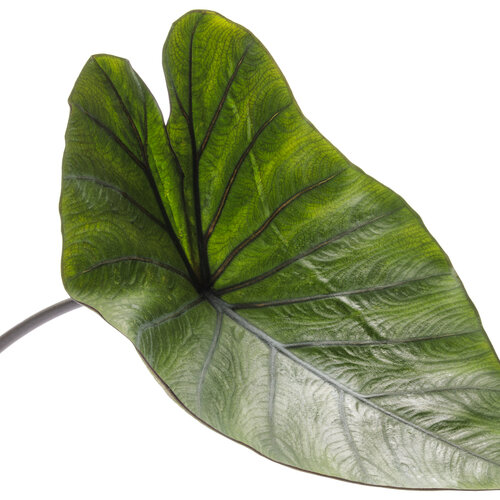 Cut-out: colocasia_island_giants_coffee_cups_macro.jpg