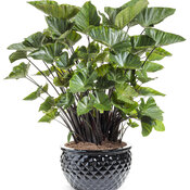 Thumbnail of Beauty Shot: colocasia_island_giants_coffee_cups_mono_0.jpg