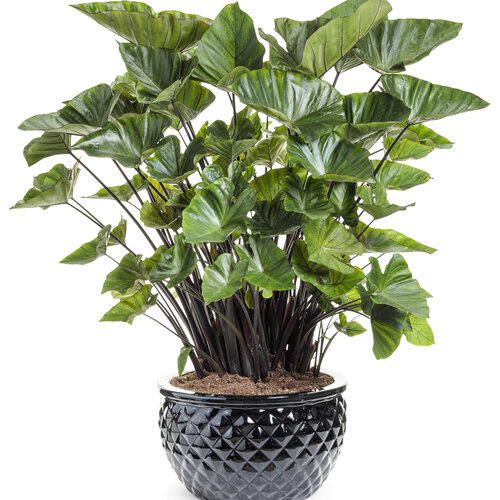 Beauty Shot: colocasia_island_giants_coffee_cups_mono_0.jpg