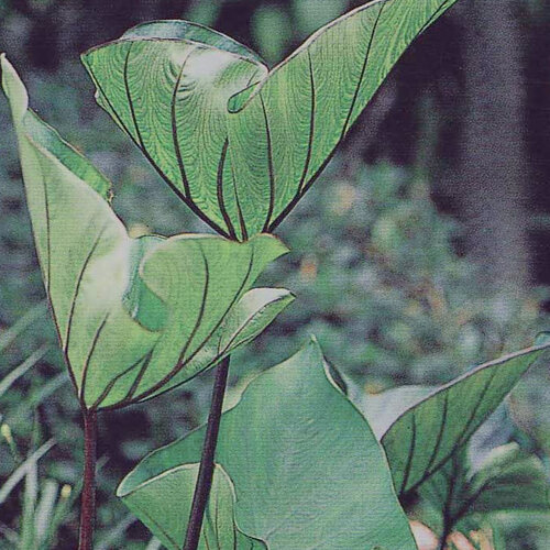 Island Giants® Coffee Cups - elephant's ear - Colocasia esculenta