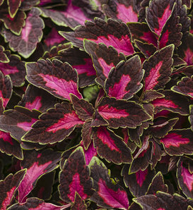 ColorBlaze® Velveteen® - Coleus scutellarioides