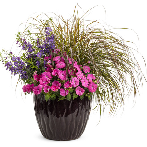 Patio Container: comb_over.jpg