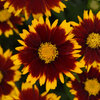 Uptick™ Red - Tickseed - Coreopsis hybrid
