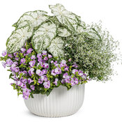 Thumbnail of Patio Container: Crisp and Clear