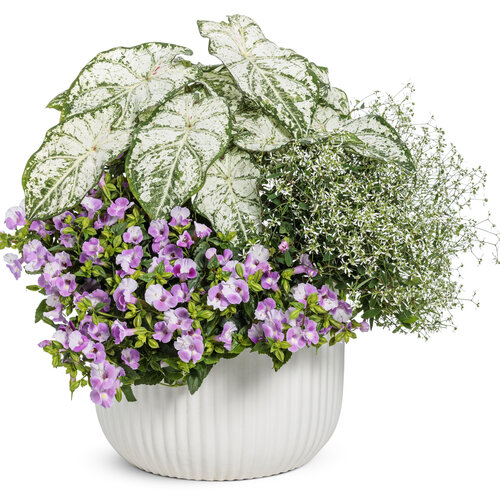 Patio Container: Crisp and Clear