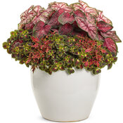 Thumbnail of Patio Container: cross_my_heart.jpg