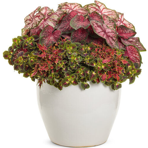 Patio Container: cross_my_heart.jpg
