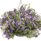 Thumbnail of Hanging Basket: Crushed Ice