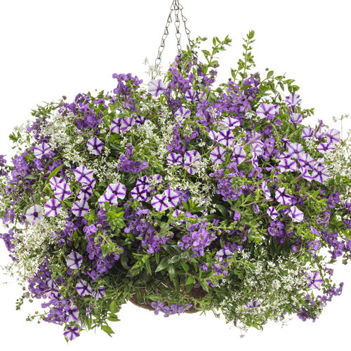 Hanging Basket: Crushed Ice