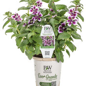 Thumbnail of Branded Containers and POP: Totally Tempted® Frosted Violets™ - cuphea 