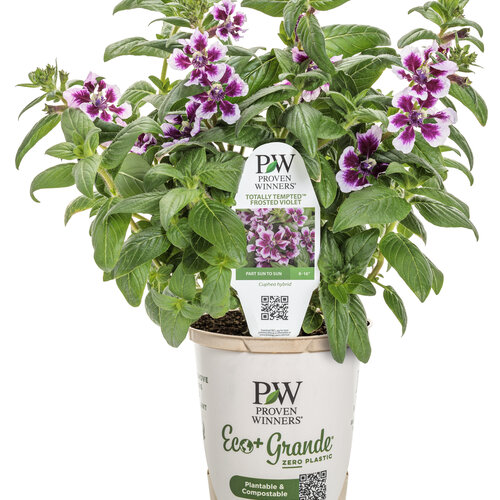 Branded Containers and POP: Totally Tempted® Frosted Violets™ - cuphea 
