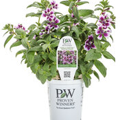 Thumbnail of Branded Containers and POP: Totally Tempted® Frosted Violets™ - cuphea 