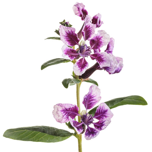 Cut-out: cuphea_totally_tempted_frosted_violet_macro_01.jpg
