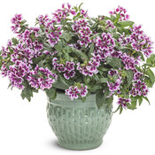 Thumbnail of Beauty Shot: Totally Tempted® Frosted Violets™ - cuphea