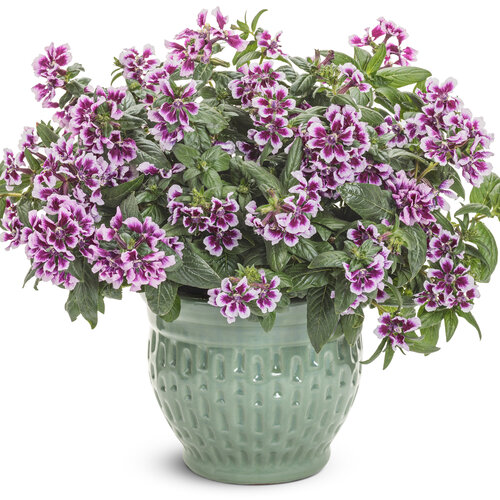Beauty Shot: Totally Tempted® Frosted Violets™ - cuphea