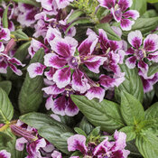 Thumbnail of Totally Tempted® Frosted Violets™ - cuphea - Cuphea procumbens