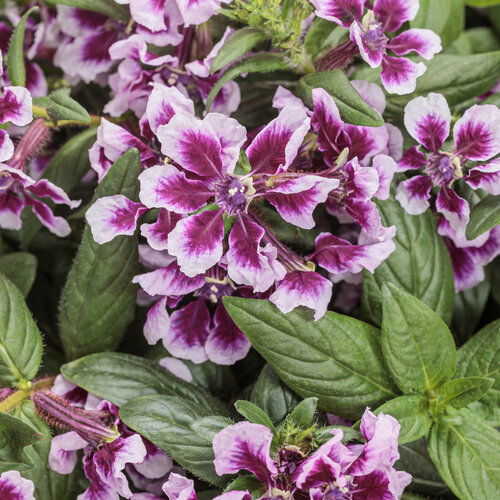 Totally Tempted® Frosted Violets™ - cuphea - Cuphea procumbens