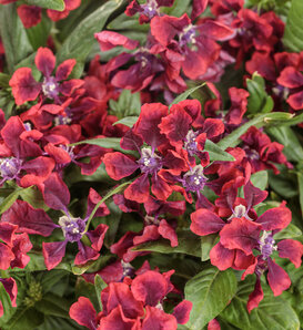 Totally Tempted® Richly Red™ - cuphea - Cuphea procumbens