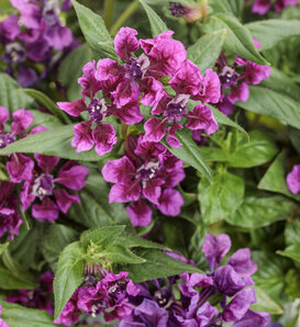 Totally Tempted® Vivid Violet™ - cuphea - Cuphea procumbens