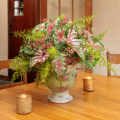 Thumbnail of Cut flowers: cut_caladium_combo_a_12.jpg