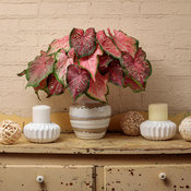Thumbnail of Cut flowers: cut_caladium_combo_b_04.jpg