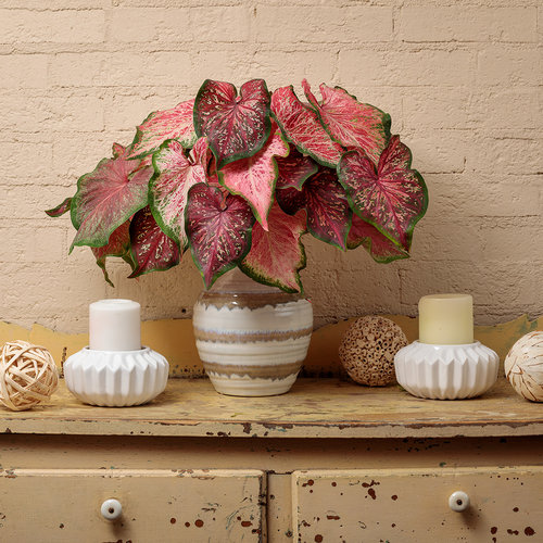 Cut flowers: cut_caladium_combo_b_04.jpg