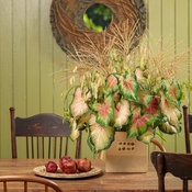 Thumbnail of Cut flowers: Pennisetum and Northern Sea Oats