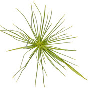 Thumbnail of Cut-out: cyperus_queen_tut_macro_02.jpg