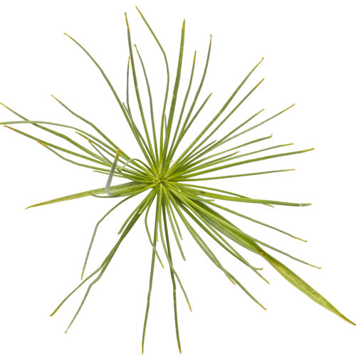 Cut-out: cyperus_queen_tut_macro_02.jpg