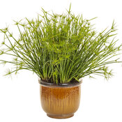 Thumbnail of Beauty Shot: cyperus_queen_tut_mono.jpg