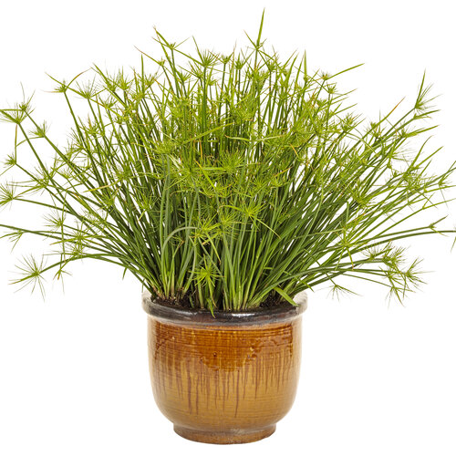 Beauty Shot: cyperus_queen_tut_mono.jpg