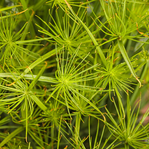 Graceful Grasses® Queen Tut™ - Dwarf Papyrus - Cyperus prolifer