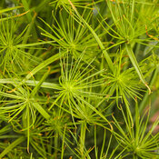 Thumbnail of Graceful Grasses® Queen Tut™ - Dwarf Papyrus - Cyperus prolifer