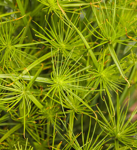 Graceful Grasses® Queen Tut™ - Dwarf Papyrus - Cyperus prolifer