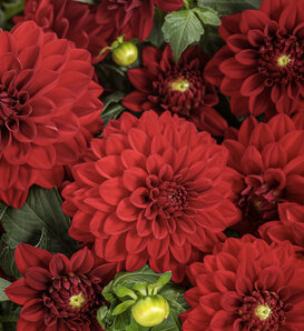 Virtuoso® Classy Carmine™ - Dahlia variabilis
