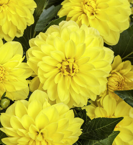 Virtuoso® Dayglo Yellow™ - Dahlia variabilis