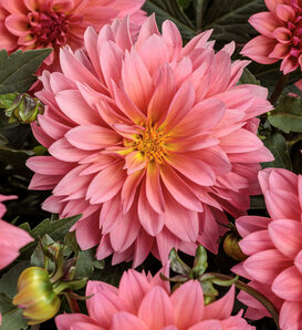 Virtuoso® Pinkerific™ - Dahlia variabilis