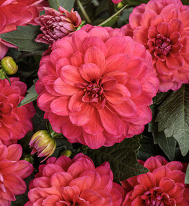 Virtuoso® Rad Raz® - Dahlia variabilis