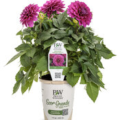 Thumbnail of Branded Containers and POP: dahlia_virtuoso_vibrant_violet_ecogrande.jpg